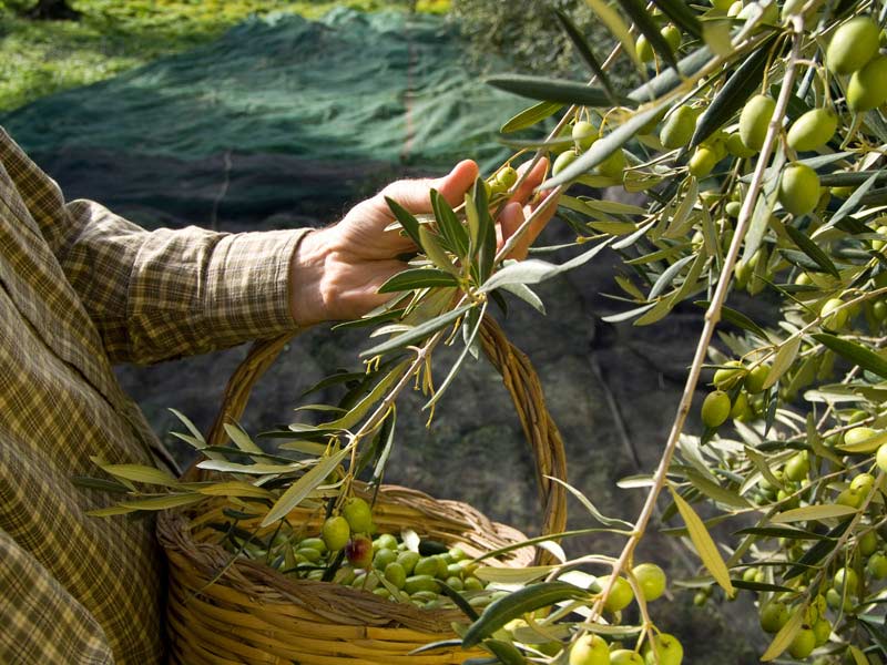 olive puglia